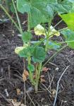 Malva sylvestri 