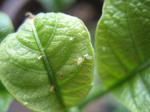 aphids on Datura