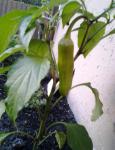 April 25th 2012 Hot banana pepper