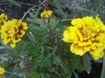 Multi colored marigolds