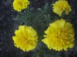 Yellow Marigolds