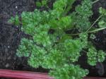 May 10th 2012, Decorative Parsley