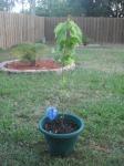 May 10th 2012, SlimShady the maple tree