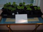 All 10 geraniums 30 days old!