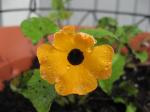 Black-Eyed Susan vine