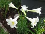 Easter Lily