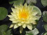 Waterlily - Lemon Mist