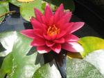 Waterlily - Reflective Flame