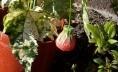 strawberry flower plant