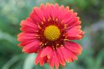 Gaillardia