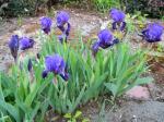 dwarf iris