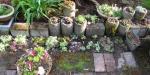 hens and chicks and sedums and old drain tiles