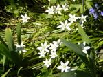 Such pretty little bulb flowers, but rather an invasive plant. 