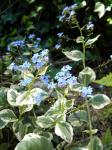 Can't get a good photo of these really BLUE flowers