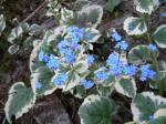 Brunnera macrophylla 'Variegata'