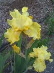 Yellow Iris