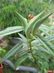 Mexican Milkweed seed pods