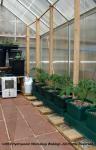 Tomatoes in the greenhouse.