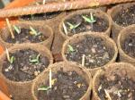 Ballerina Angel Trumpet seedlings