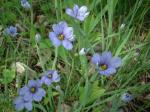 Blue Eyed Grass