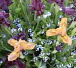 Blue Forget-me-nots in Iris's.