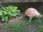 Yard Turtle