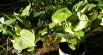 The hostas had multiple stems with both solid and varigated leaves