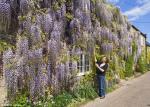 Wisteria 1