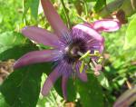 Passion Flower - Lavendar Lady