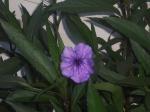 Mexican petunias