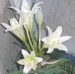 White lillies