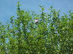Only 2 blooms on the pink Rose of Sharon and they are high up!