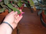 3 on 1!! Easter cactus blooms