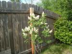 White lilac, never looked better!
