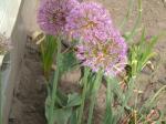 allium and friend