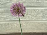 Allium and big old bumble bee