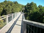 Skywalk over some of the rainforest