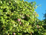 Banana passionfruit taking over the hedge of conifers