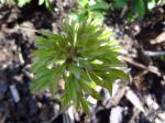 Anemone nemorosa "Virescens"