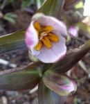 Trillium pusillum