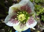 Spotted Helleborus