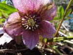 Helleborus "Tutu"