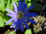 Anemone blanda