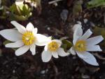 Sanguinaria canadensis