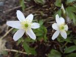 Anemone nemorosa