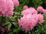 rhodie