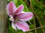 first clematis bloom