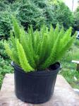 Bottle Brush Fern