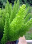 Bottle Brush Fern - closeup