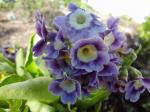 Newest Primula auricula